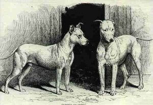 Bull en Terrier omstreeks 1800