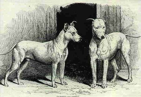 Bull and Terrier about 1800