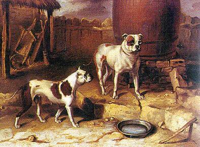 Bulldogs omstreeks 1850