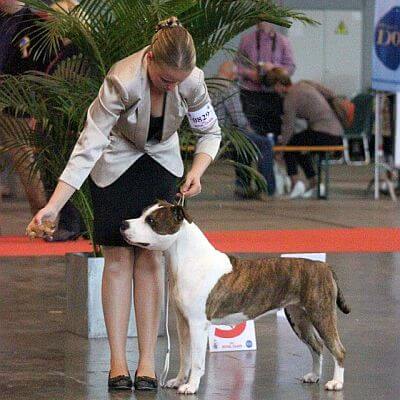 Showing a dog to obtain awards