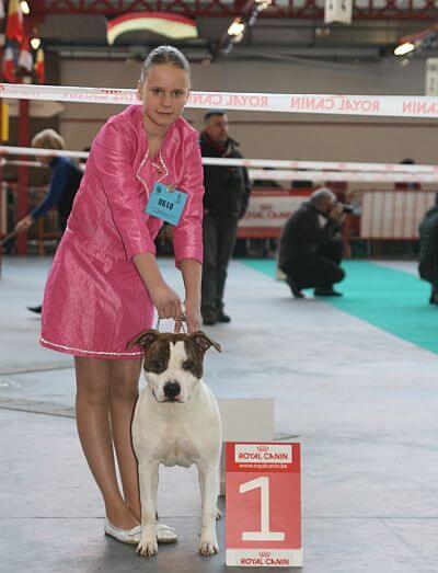Showing a dog to obtain awards