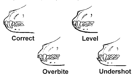 Breed information images of AmStaff denture